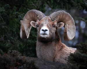 Amberlee Ficociello BC wld sheep image counrtest of Hunters for BC