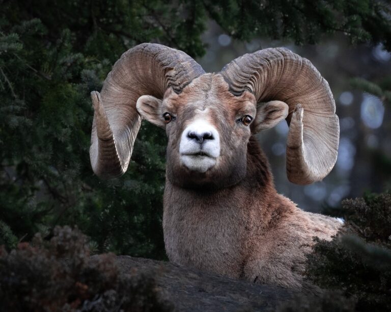 Amberlee Ficociello BC wld sheep image counrtest of Hunters for BC