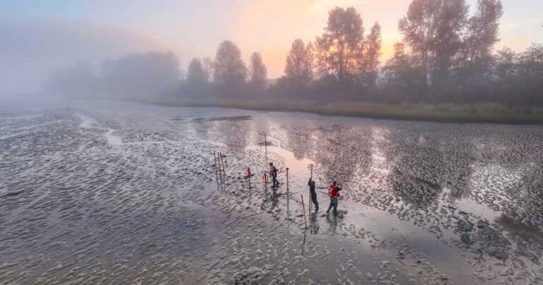 Raincoast and Ducks Unlimited Canada team up to tackle the Fraser River Estuary