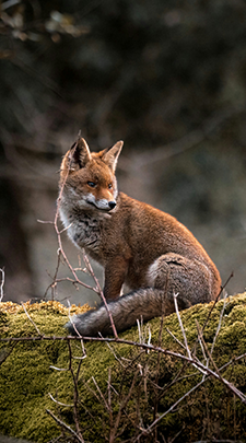 Artic Fox in British Columbia